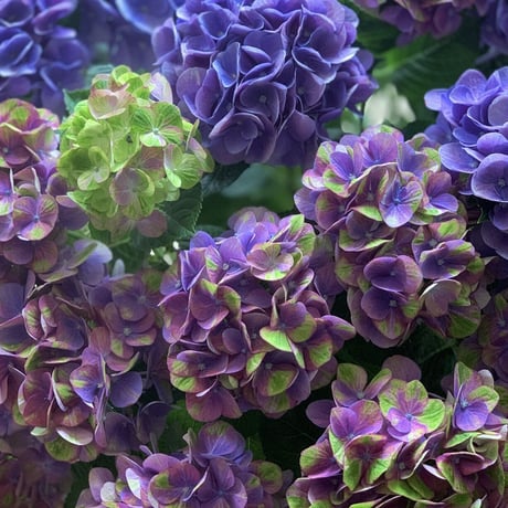 秋色紫陽花　マジカルグリーンファイヤー　L