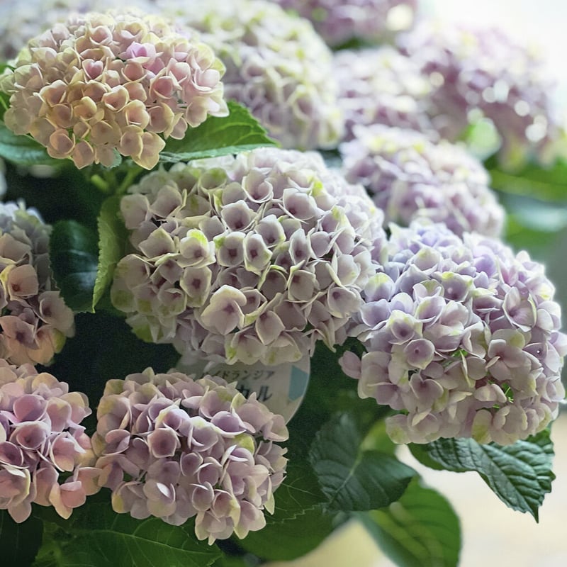 秋色紫陽花 マジカルシリーズ | La plantule