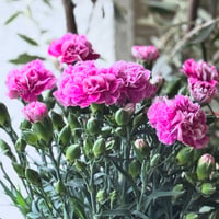 Carnation ファンシーバイオレット
