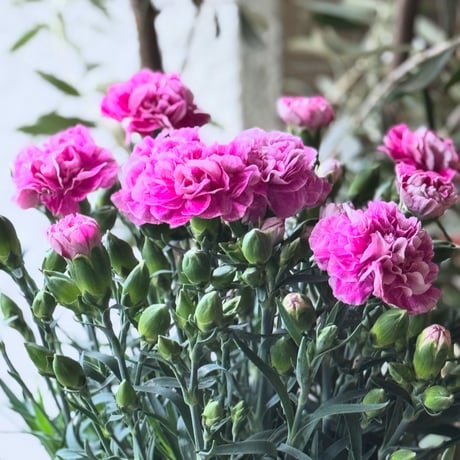 Carnation ファンシーバイオレット