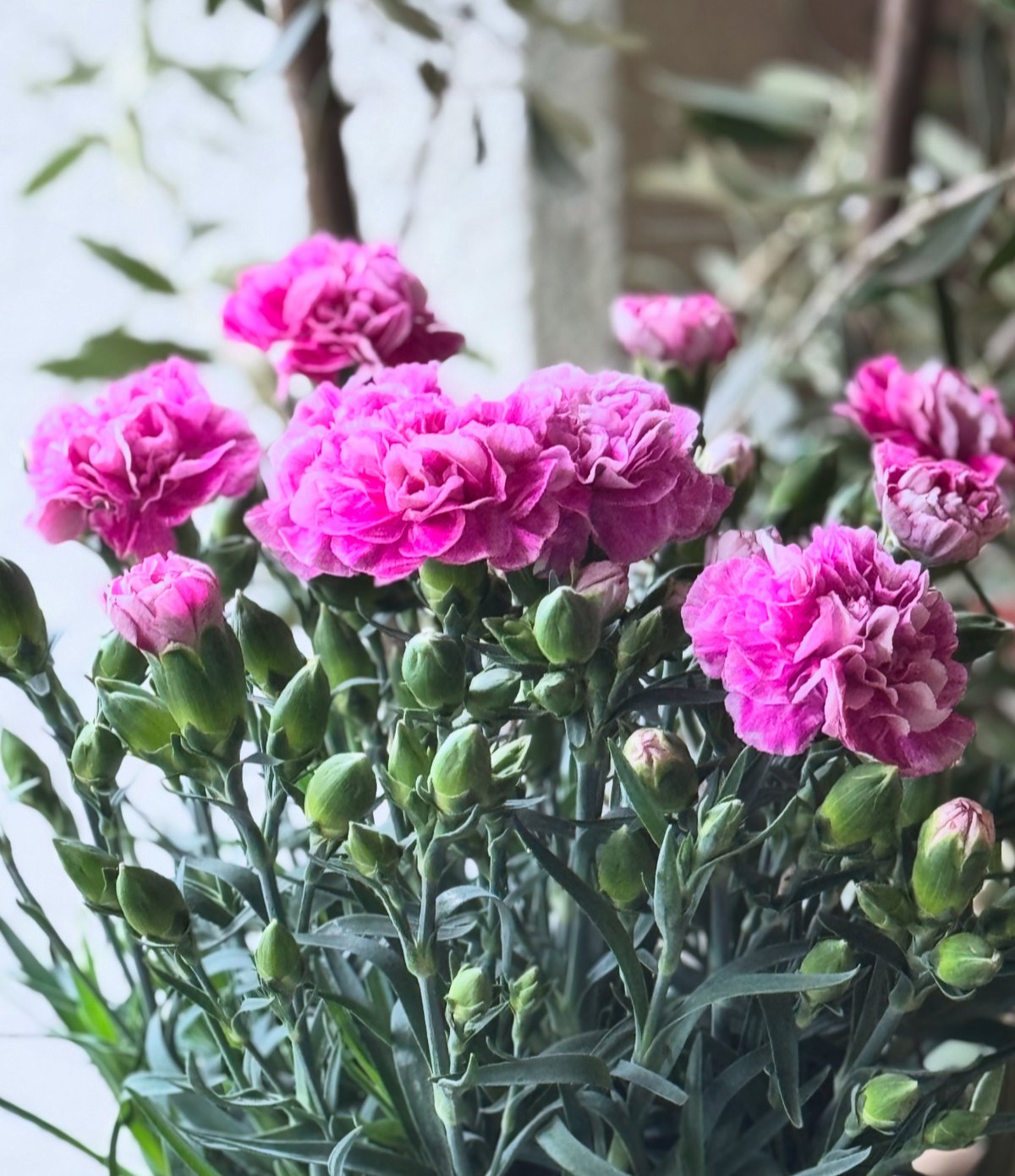 Plantule Carnation ファンシーバイオレット | La plantule
