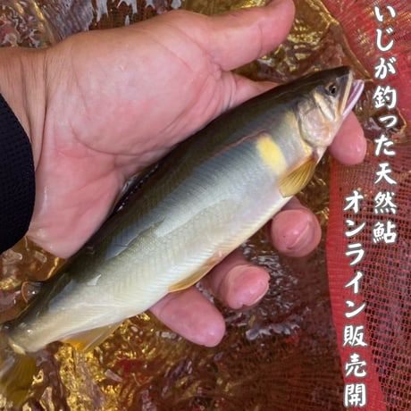 じいじが釣った天然鮎【塩焼き用】