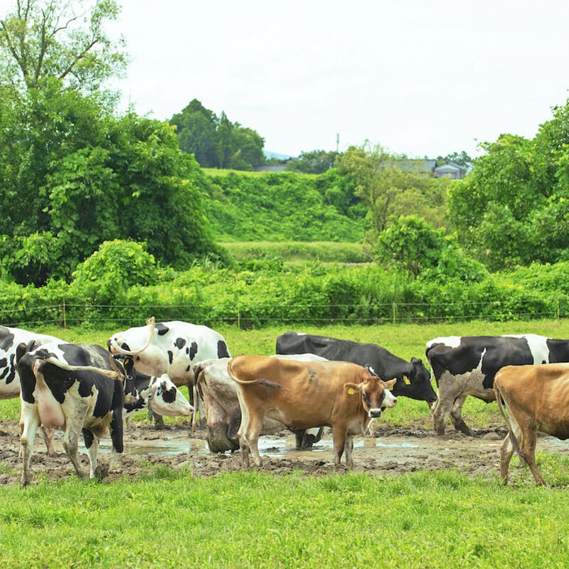 お客様人気No.1 ｜全12種類セット｜竹田ジェラート | 竹田牧場-通販サイト