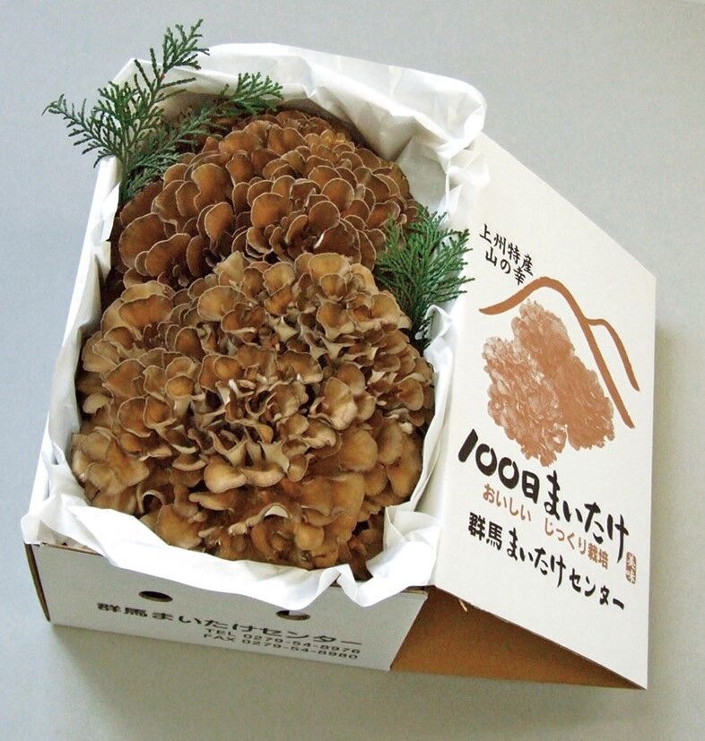 上州まいたけ（菌床まいたけ）１kg 群馬県産 100日まいたけ 1kg（2株） | gift shop tres eterno