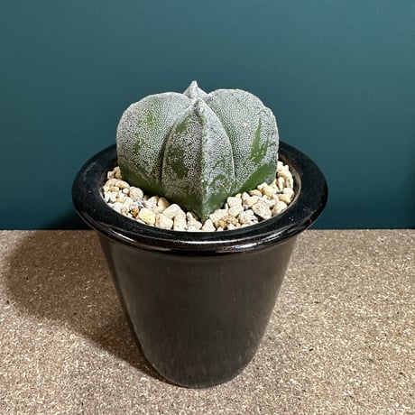 サボテンコレクション・アストロフィツム属・複隆鸞鳳玉inわけけのお店