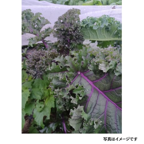 定期便　マルトの恵み