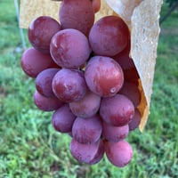 スポンジボブ 【送料込】大粒ピオーネ2kg〜×2箱 スポンジボブ様専用