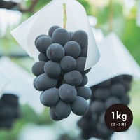 【贈答用】1kg(2房) 巨峰 / KYOHO