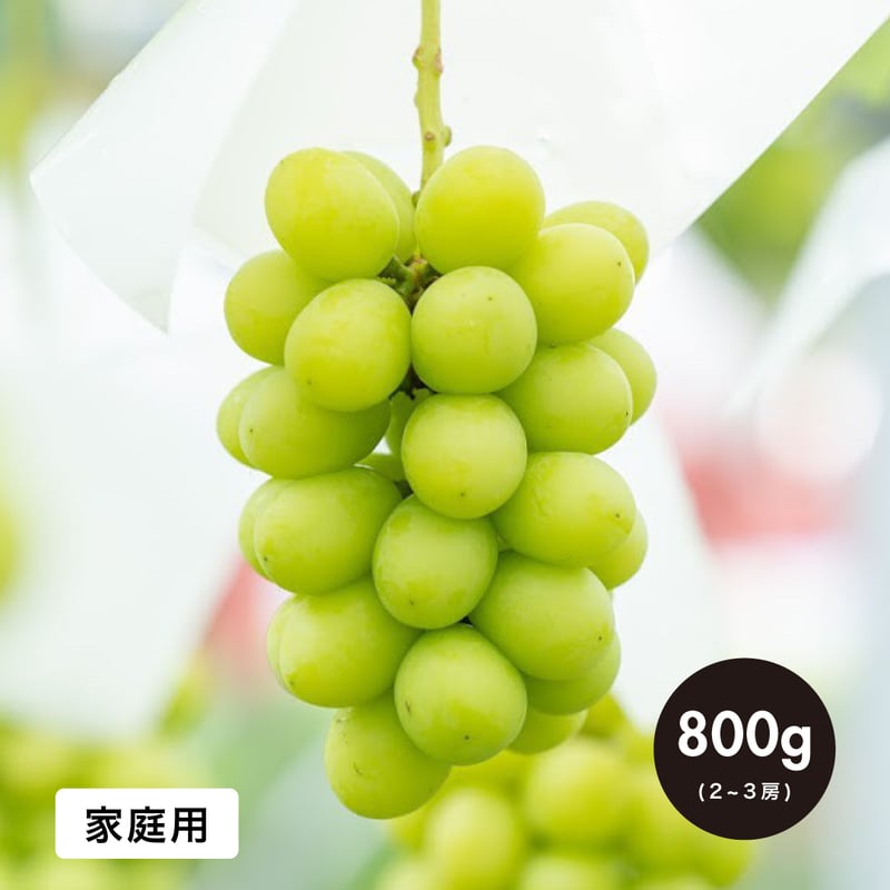 家庭用】800g(2房) シャインマスカット / SHINE MUSCAT | shukoe 家庭用】800g(2房) シャインマスカット / SHINE MUSCAT | shukoe