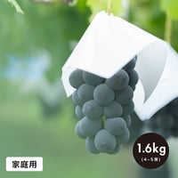 【家庭用】1.6kg(4・5房) 巨峰 / KYOHO