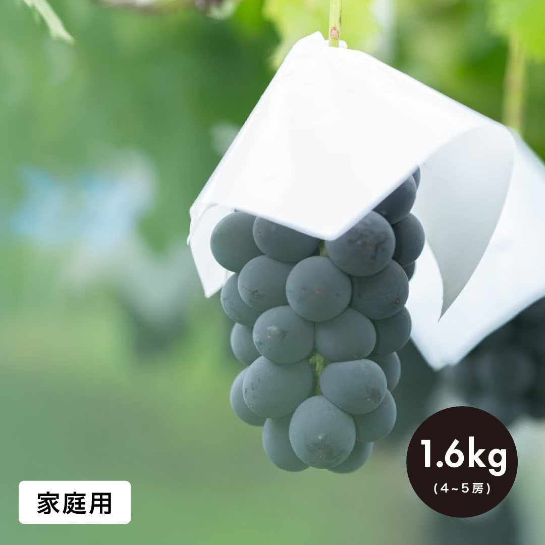 家庭用】1.6kg(4・5房) 巨峰 / KYOHO | shukoen nagano's