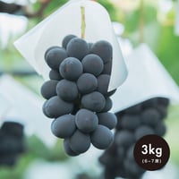 【贈答用】3kg(6・7房) 巨峰 / KYOHO
