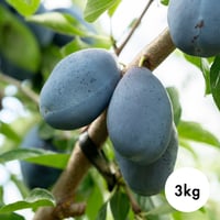 3kg プルーン / PRUNE