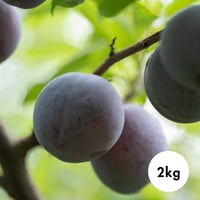 2kg プラム / PLUM