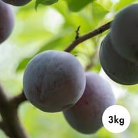 3kg プラム / PLUM