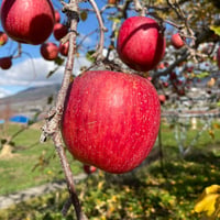 5kg サンフジ / apple