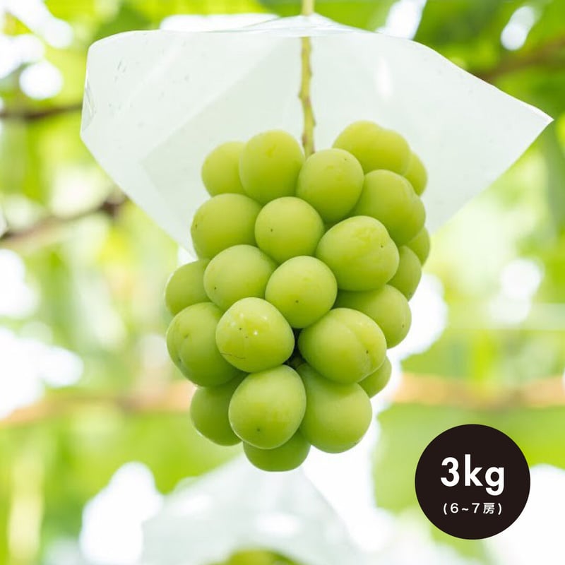 贈答用】3kg(6・7房) シャインマスカット / SHINE MUSCAT | shuko