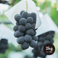 【贈答用】2kg(4・5房) 巨峰 / KYOHO