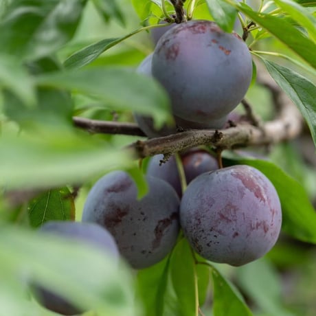 1kg プラム / PLUM
