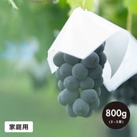 【家庭用】800g(2房) 巨峰 / KYOHO