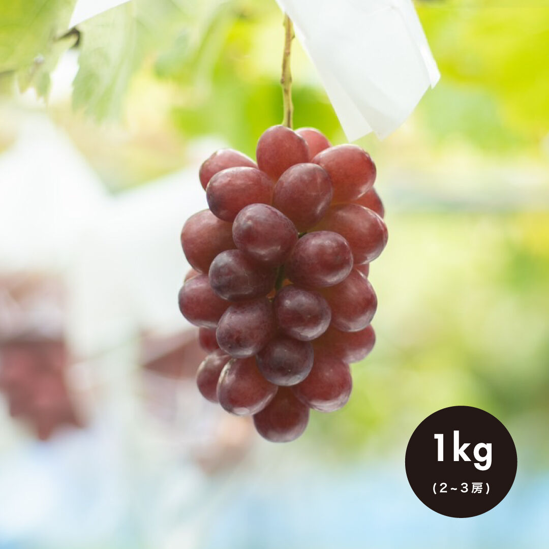 1kg (2房)クイーンルージュ®︎ / QUEEN ROUGE | shukoen naga