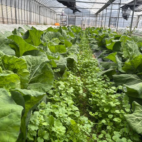 【農薬・化学肥料・除草剤不使用】☆長崎県産キャベツ★