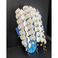 胡蝶蘭　3本　御就任や開店・移転等の御祝　ハイグレード