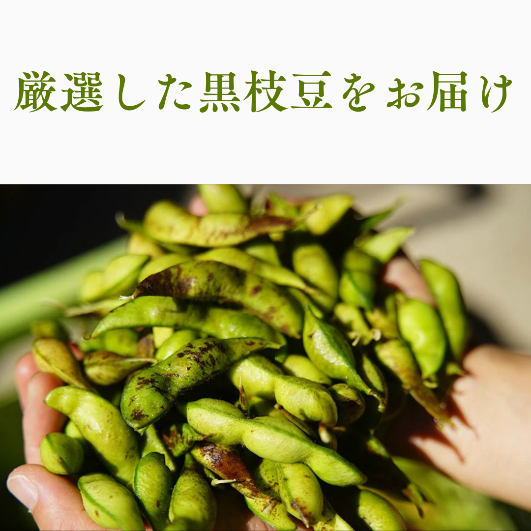 【大粒】丹波篠山　黒枝豆　注文ページ　下処理済み 早期予約・数量限定!!】丹波篠山 黒枝豆 サヤのみ | SOLARC