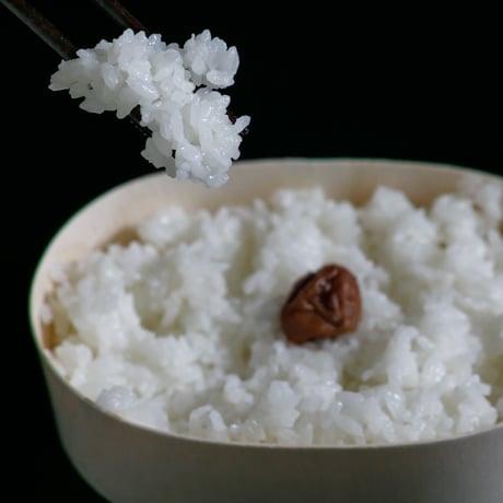 純一米玄米　10kg　令和7年産　新米!!