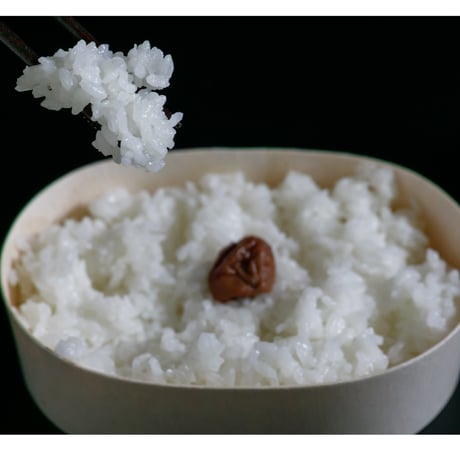純一米　玄米　5kg　令和7年産　新米!!