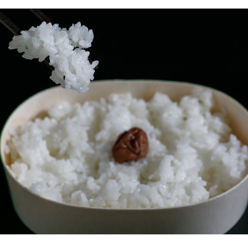 純一米 玄米 5kg 令和7年産 新米!! | SOLARC