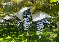 ワインサロン　2025年8月23日(土)　山形のワイン飲み比べ