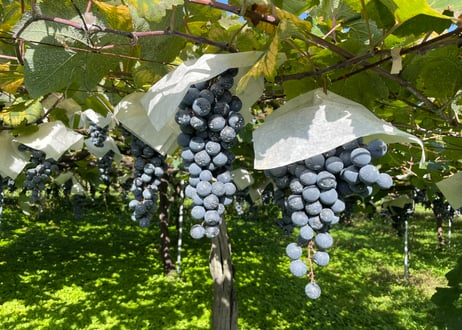 ワインサロン　2025年8月23日(土)　山形のワイン飲み比べ