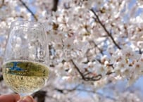 ワインサロン　2025年4月19日(土)　花見とワイン
