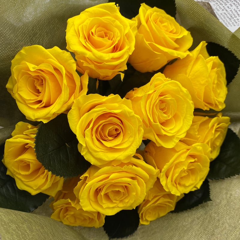 黄色い薔薇 imgrc0080955628.jpg