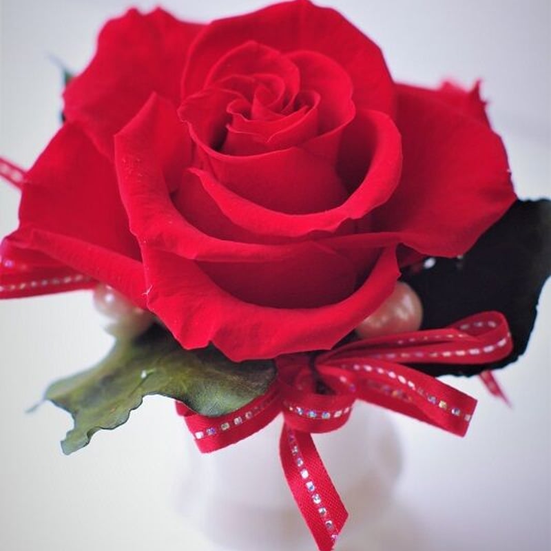 薔薇 ﾟ+｡:.ﾟஐ🩷 ①②③5月の薔薇 一年中チラホラ咲いてたけど ロココ