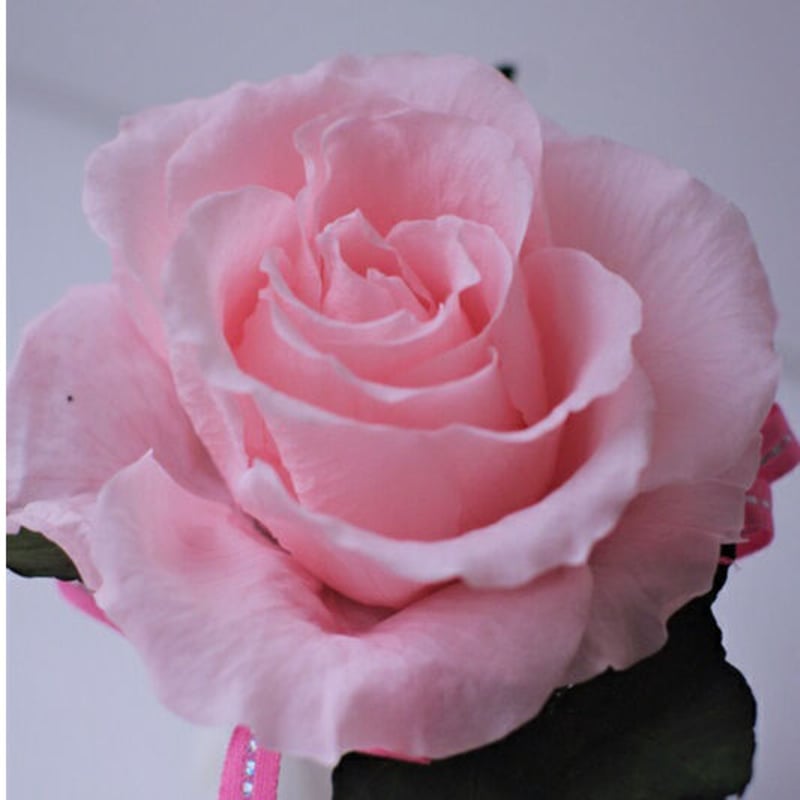 ステンレス製バラ　ピンク色×レース柄　1輪 ステンレス製バラ ピンク×レース柄 1輪 メール便対応】花柄模様の