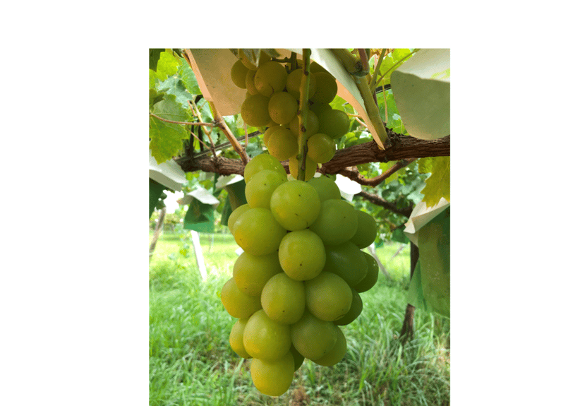 親子食べ比べ】農薬削減シャインマスカット＆マスカサーティーン（2～3