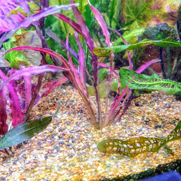 禍ツ帝水草 e-scape坂戸店】水草在庫リスト 2022年9月30日17：00更新 | （有