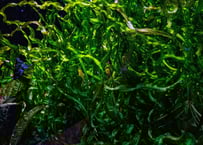 エキノドルス・ホレマニー・ダークグリーン | 水草通販 ぼのぼの