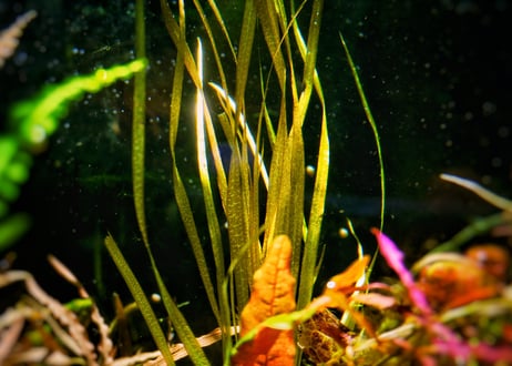 CATEGORY 赤 | 水草通販 ぼのぼの