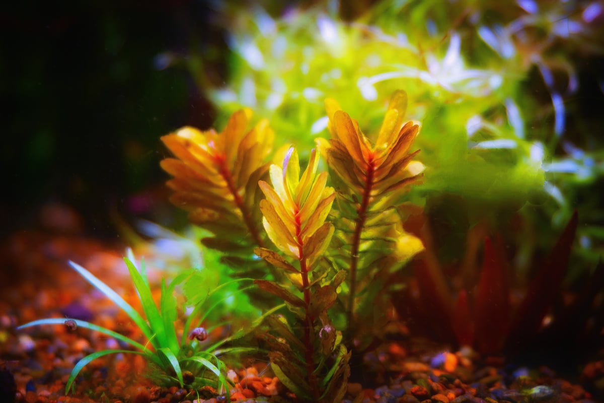 ロタラ・トゥルナデンシス | 水草通販 ぼのぼの