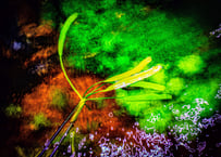 エキノドルス　ホレマニー　'ダークグリーン' 一株 エキノドルス ホレマニー 'ダークグリーン' - “Roots” Stock