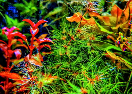 水草通販 ぼのぼの