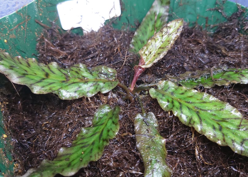 クリプトコリネ アウリクラータ ベトン産 TB便 Cryptocoryne auriculata, near Sg. Mador | 水草通販