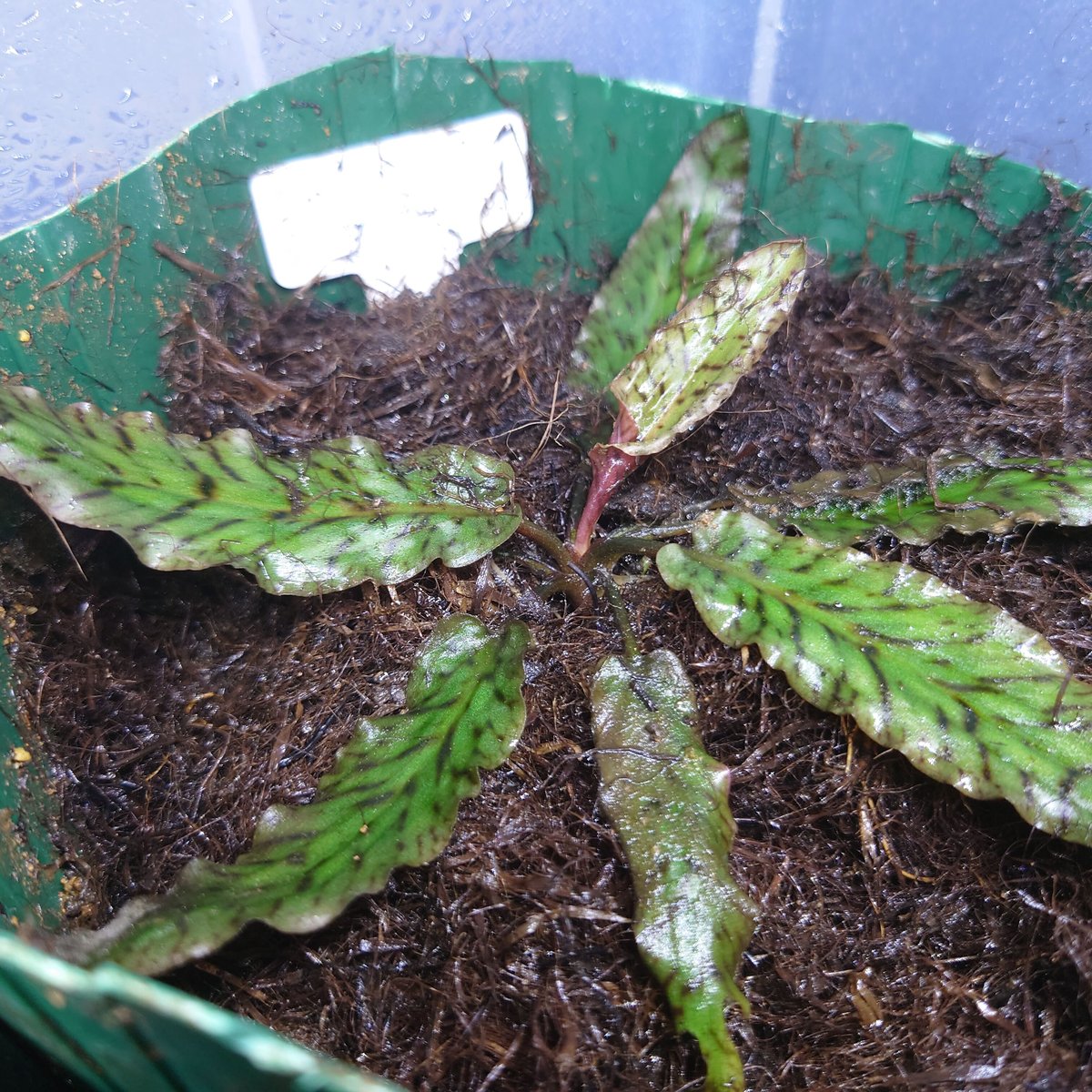 Cryptocoryne auriculata, near Sg. Mador | 水草通販