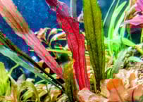 エキノドルス・ホレマニー 