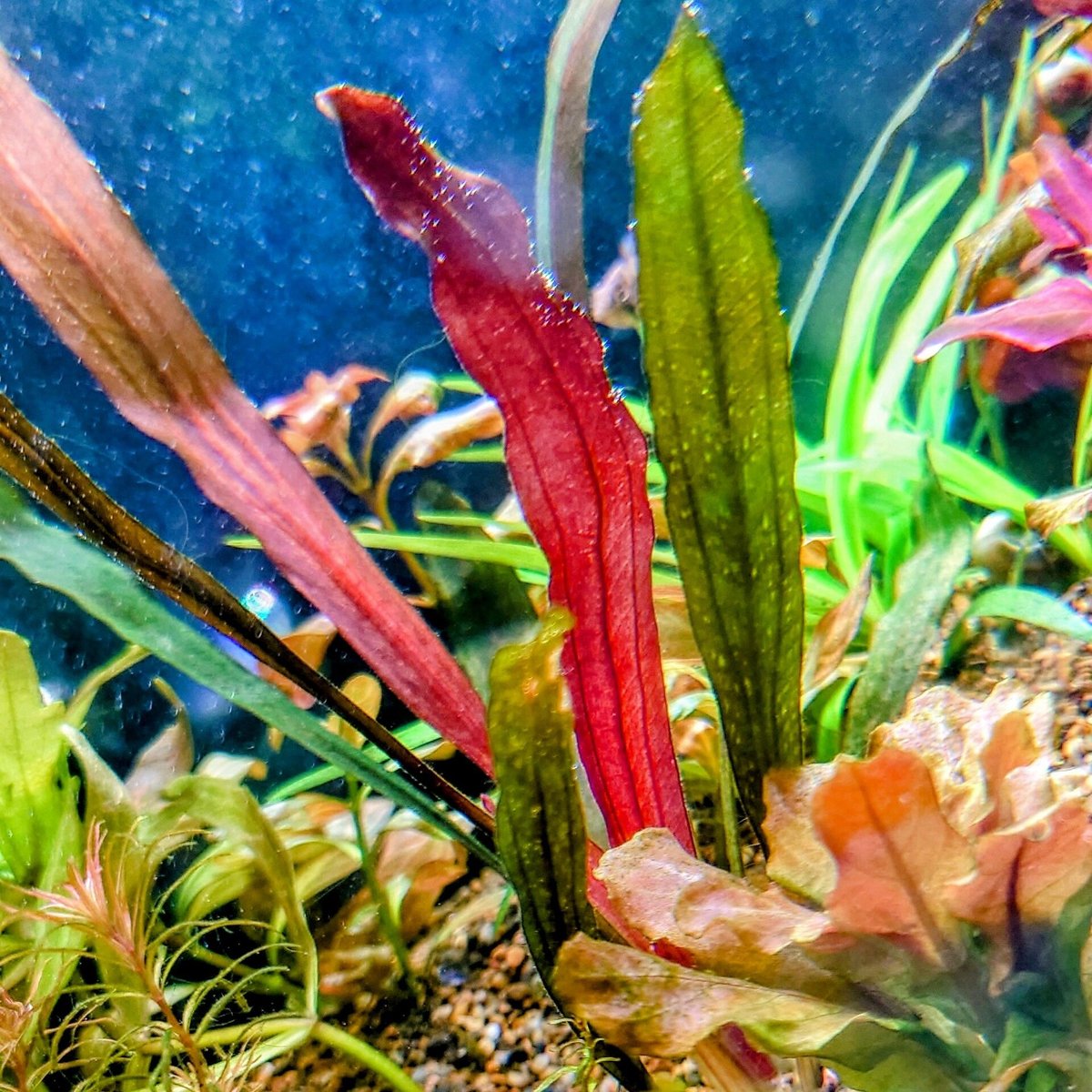 エキノドルス　ジャングルスター　no.1　水上葉~　15~20cm前後　3株 エキノドルス 'ジャングルスター' | Ordinary-Aquarium