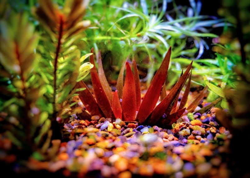 Xyris sp. red | 水草通販 ぼのぼの