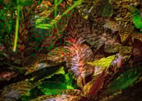 エキノドルス・ホレマニー 